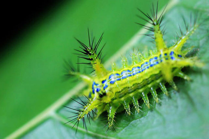 令人恐怖的农业害虫,农村惹人厌的植物
