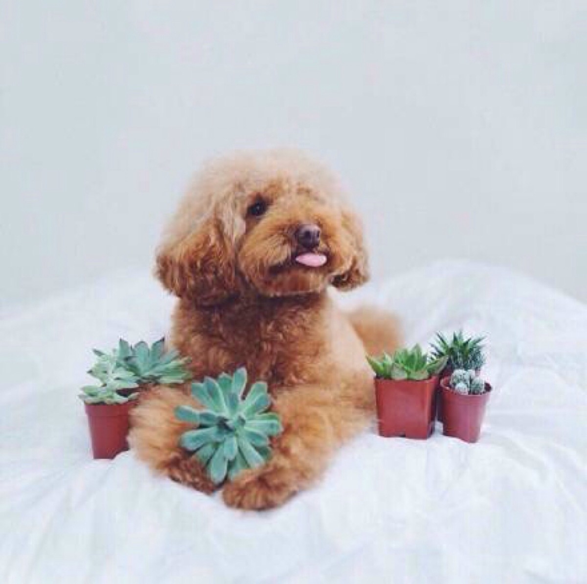 小泰迪的嘴巴好臭怎么办,你们家泰迪都喂什么东西