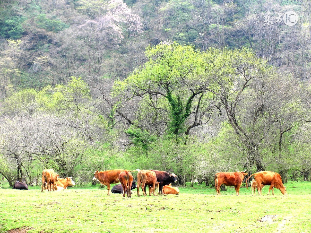 僵牛的表现,僵牛治好后长得快吗