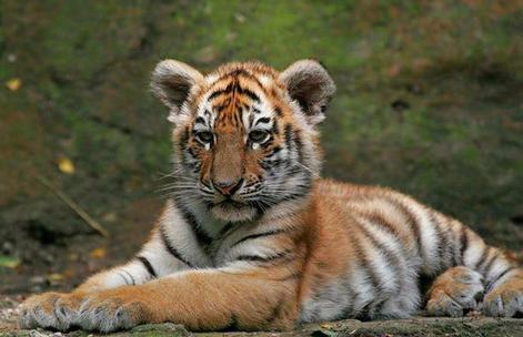 属虎的五月有什么大事,属虎的今日大事