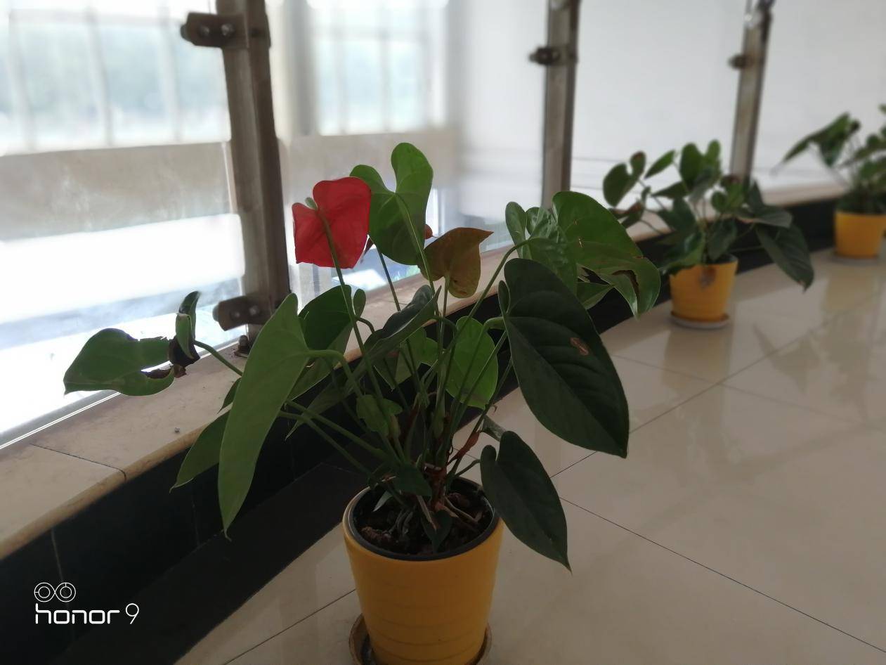 荣耀9深度评测，才貌双全没什么好挑剔了