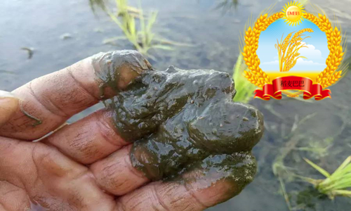 水稻青苔怎么消灭,如何防止稻田长绿苔病害