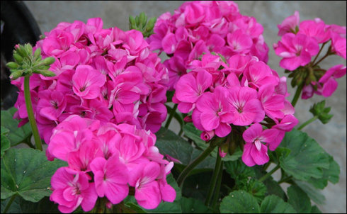 天竺葵刚种上有点枯萎怎么办,天竺葵移栽二天叶子黄了怎么办