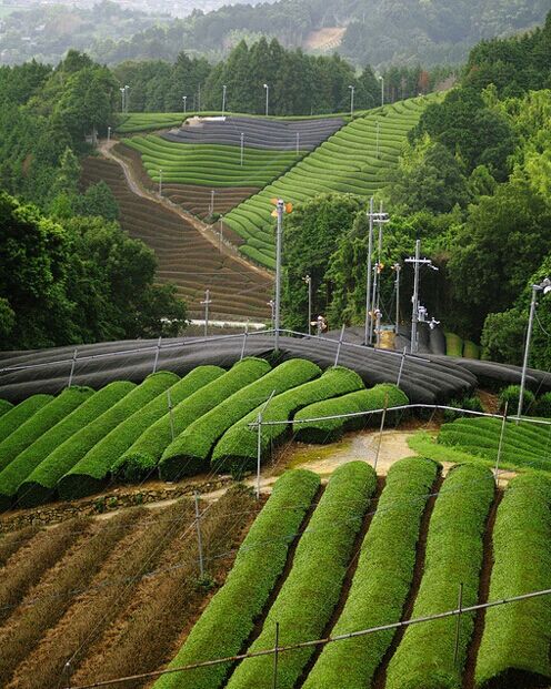 日本茶器美学,日本侘寂风茶器