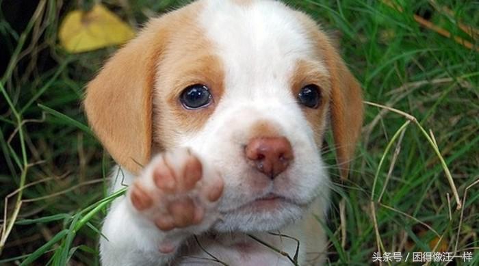 狗狗爪爪的杂毛要不要清理,怎么护理狗狗的爪爪