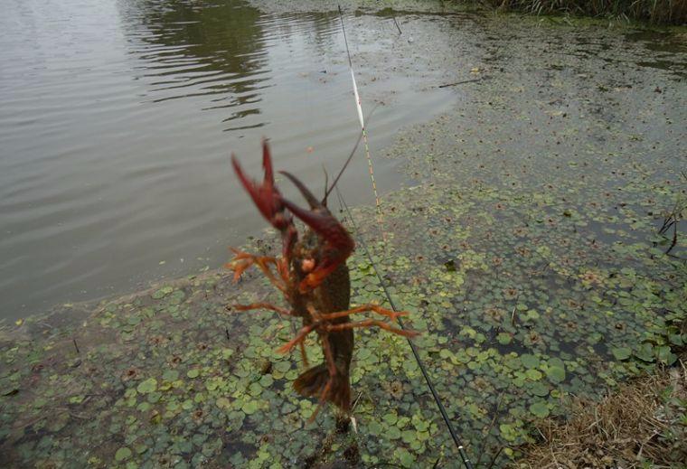 喜中大板鲫,餐条特别多如何钓鲫鱼