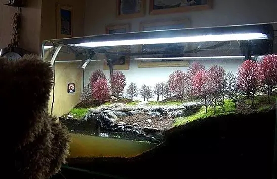 水陆缸造景雨林用的什么石头,普通鱼缸如何改造成雨林水陆缸