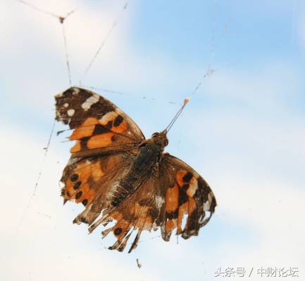 网恋，镜中花水中月