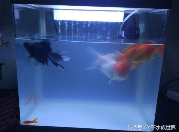 鱼缸里的五颜六色,鱼缸里有绿点怎么处理