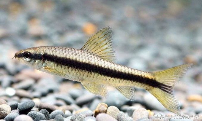 鱼缸里的五颜六色,鱼缸里有绿点怎么处理