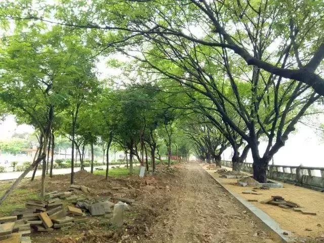 城事｜新公园要来了！打造市桥河“一河两岸”生态景观！为番禺街坊增加散步、运动好去处！