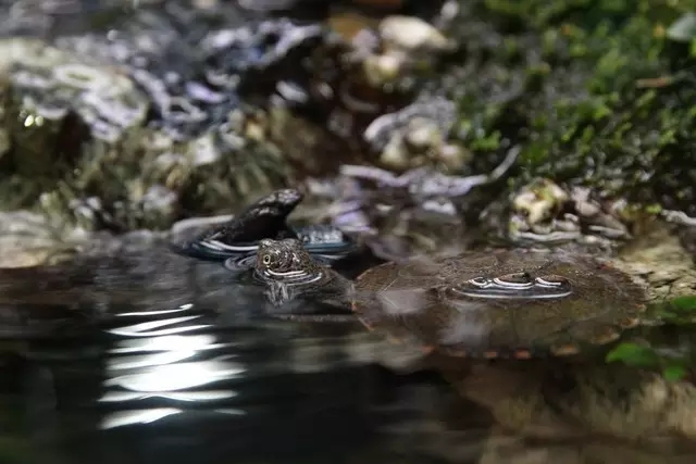 水陆缸造景雨林用的什么石头,普通鱼缸如何改造成雨林水陆缸