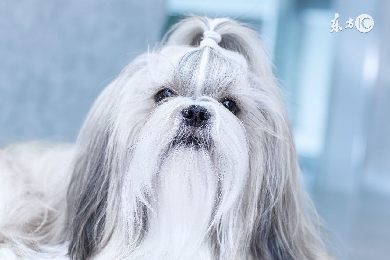 属狗人该怎么改变缺点,属狗人最大的缺点