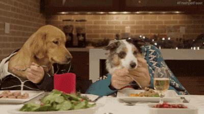 怎么自制比熊狗粮简单方法,比熊自制狗粮配方大全