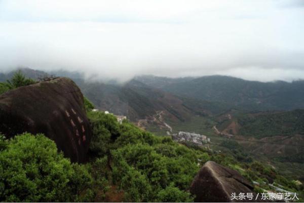 高端的凤凰单丛茶怎么泡都好喝,高香型凤凰单枞