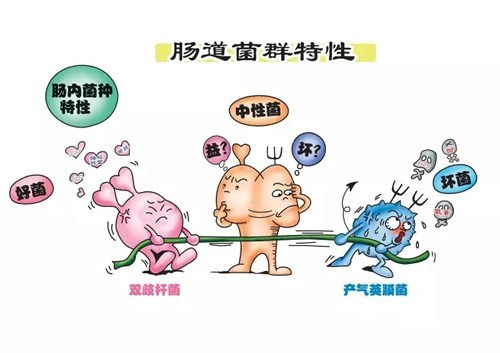 崔玉涛谈益生菌可以长期吃吗,崔玉涛推荐的益生菌好不好