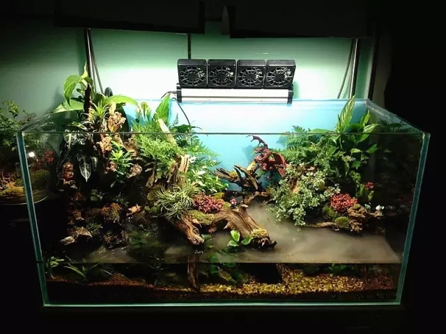 水陆缸造景雨林用的什么石头,普通鱼缸如何改造成雨林水陆缸