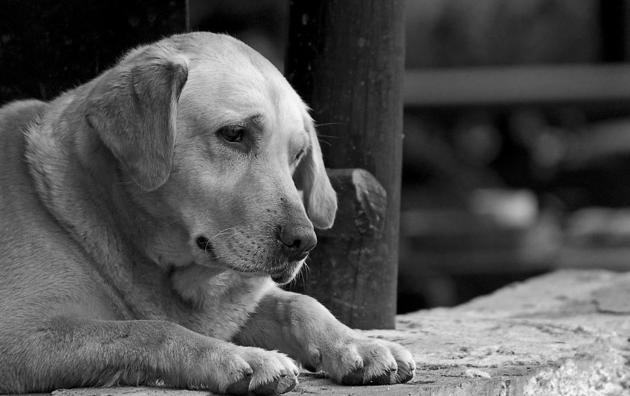 狗狗的关节疼痛吃什么药最好,帮助狗狗缓解疼痛的小妙招