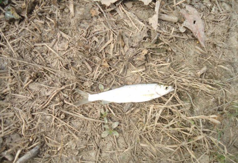 喜中大板鲫,餐条特别多如何钓鲫鱼