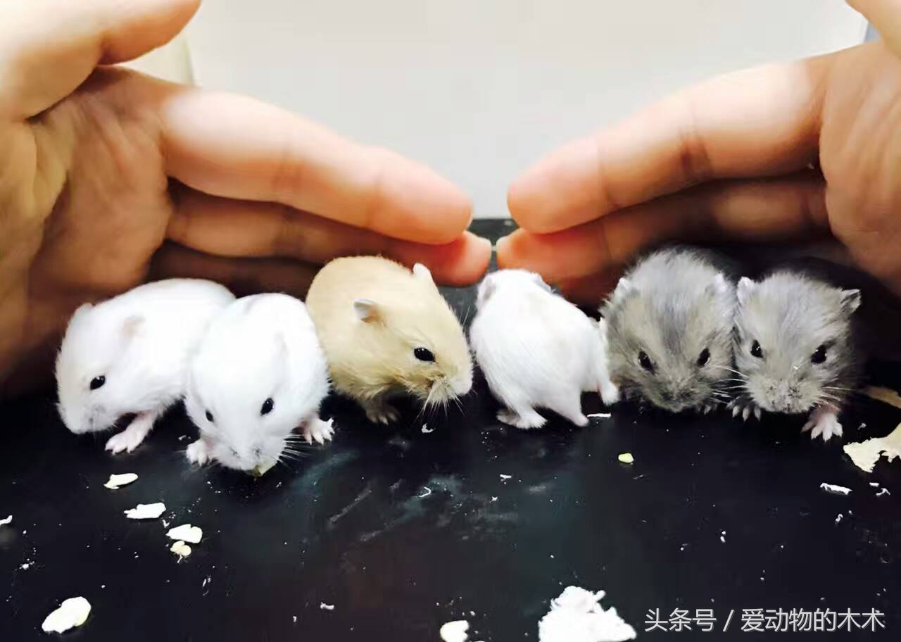 怎样照顾刚生产的仓鼠,金丝熊仓鼠生宝宝了怎么照顾