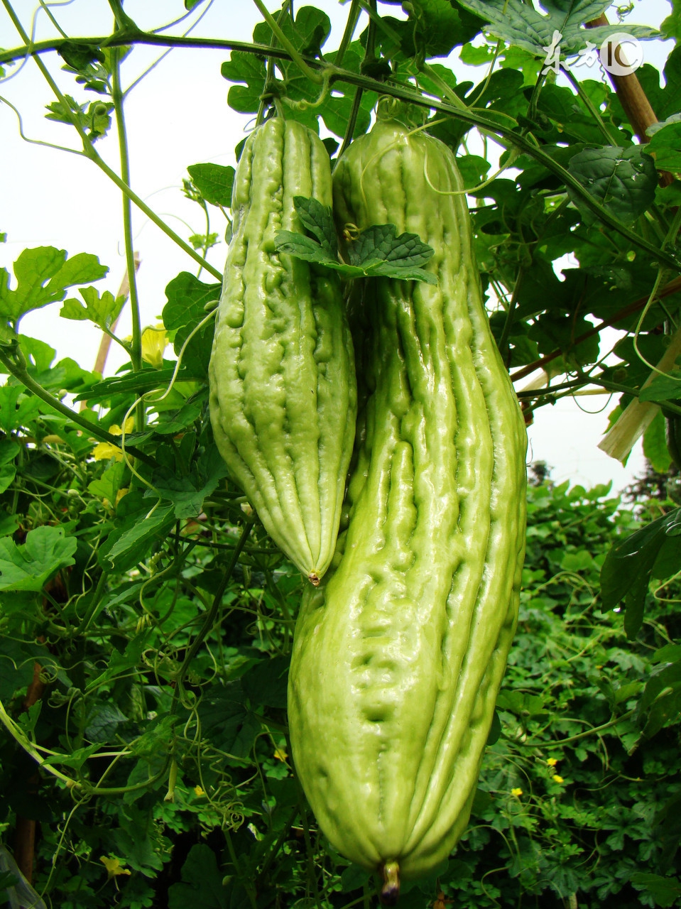 宝宝出痱子了怎么办,月子里的宝宝长痱子怎么办