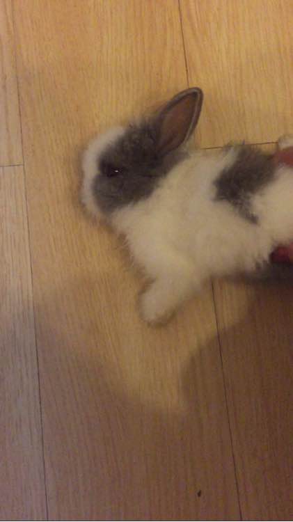 侏儒兔要35块钱一只,侏儒兔50元一只能活多久