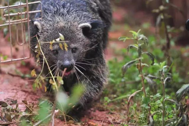 和大熊猫同等珍贵的动物,和大熊猫一样稀有的鸟
