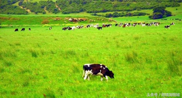 来自澳洲的补钙神器，40盒牛奶，它一袋就可以搞定