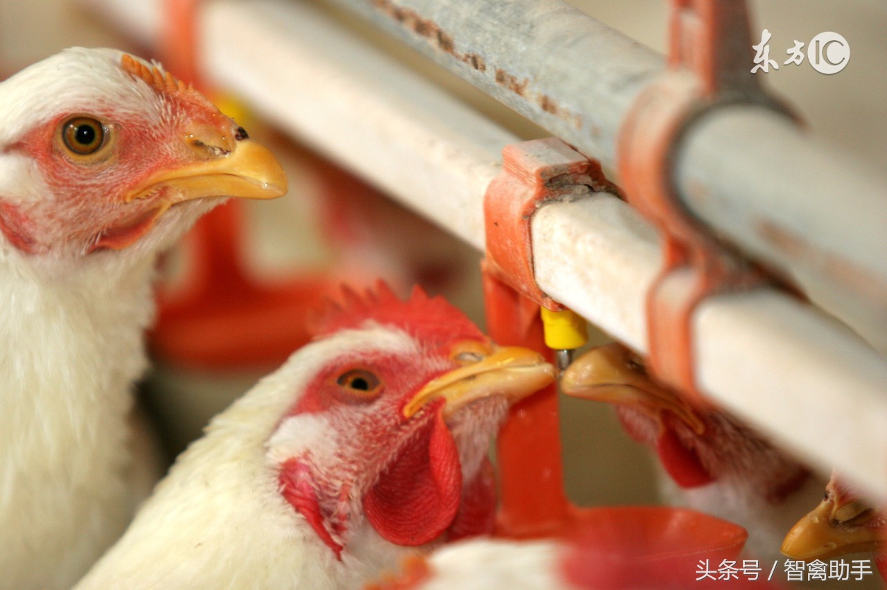 鸡采食量降落或不吃食用什么药,鸡采食量不好站不起来