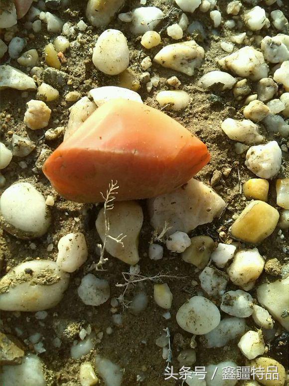 去新疆戈壁滩上捡金丝玉石头视频,宝石光金丝玉戈壁滩