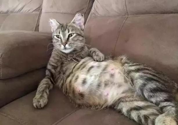 猫咪护理知识和关注事项,猫咪怀孕生产用什么消毒