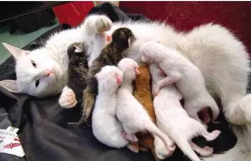 猫咪护理知识和关注事项,猫咪怀孕生产用什么消毒