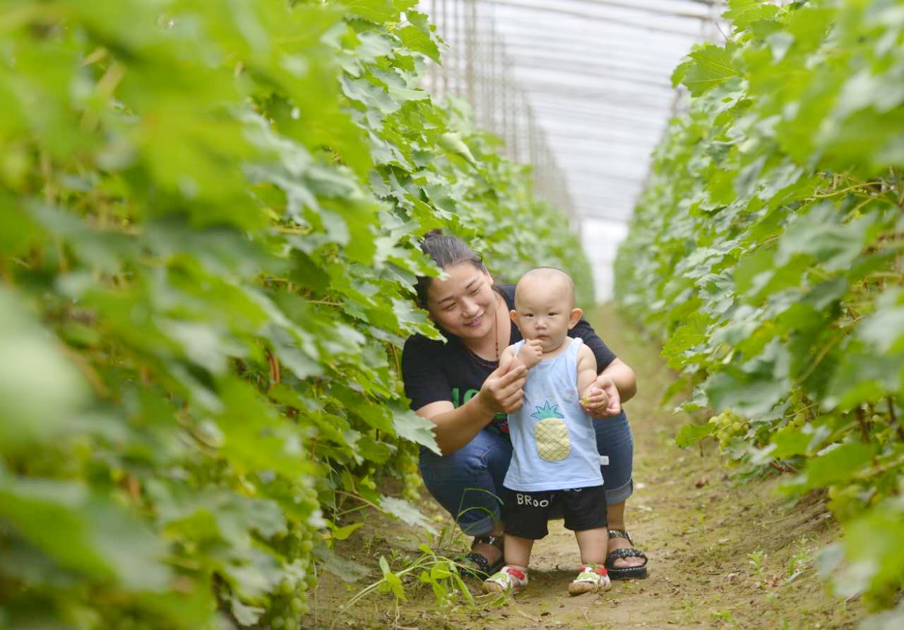 邢台广宗，葡萄王来了