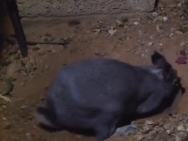 兔妈妈把兔宝宝埋起来,兔妈妈把兔子挖出来了