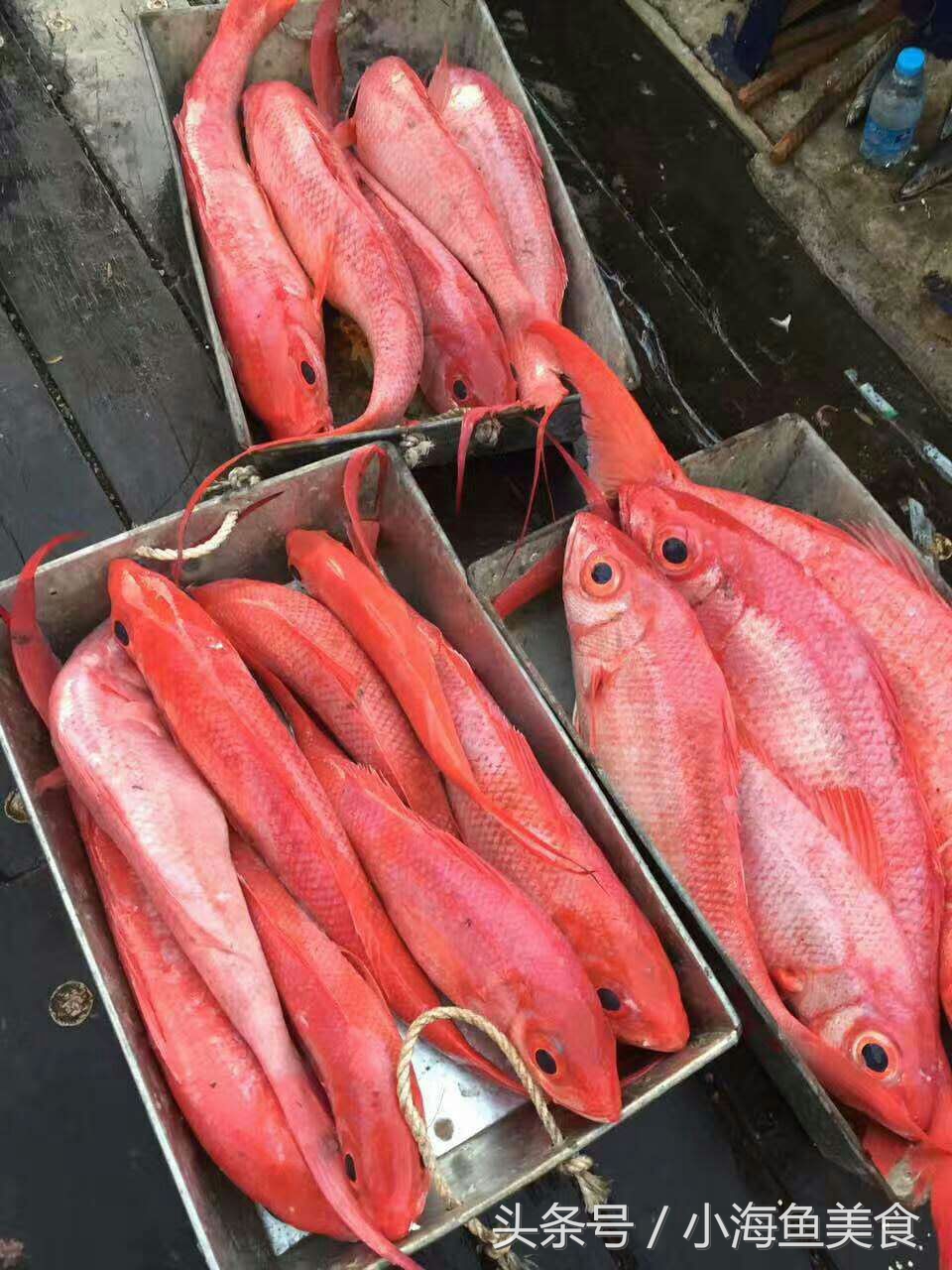海南岛海钓钓点大全,海南人农村小沟野钓
