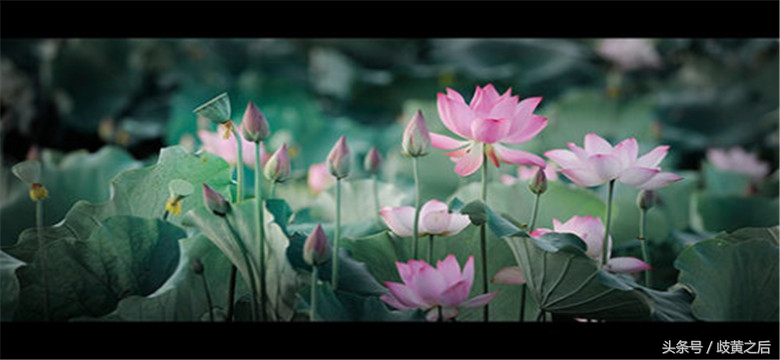 张大妈怎么样,张大妈生活小妙招