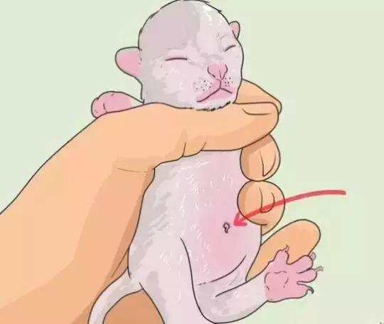 猫咪护理知识和关注事项,猫咪怀孕生产用什么消毒