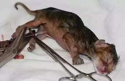 猫咪护理知识和关注事项,猫咪怀孕生产用什么消毒