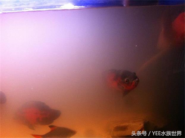 鱼缸里的五颜六色,鱼缸里有绿点怎么处理