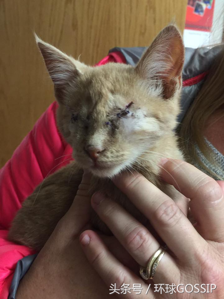 失明的橘猫,失明的小橘猫