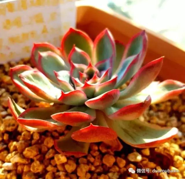 多肉爱好者必须养的有哪些多肉,心头肉多肉