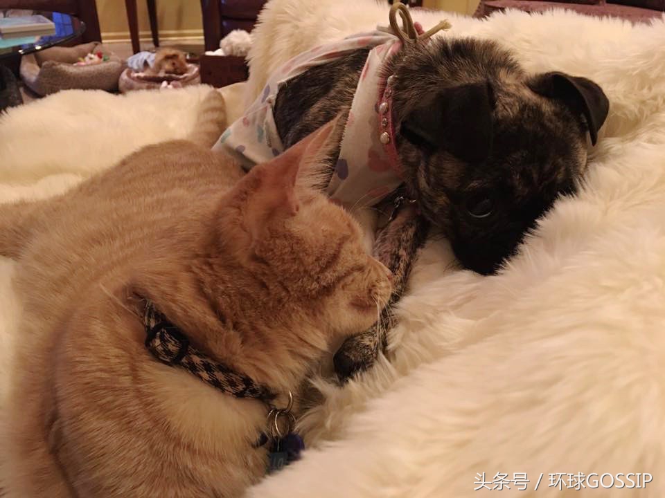 失明的橘猫,失明的小橘猫