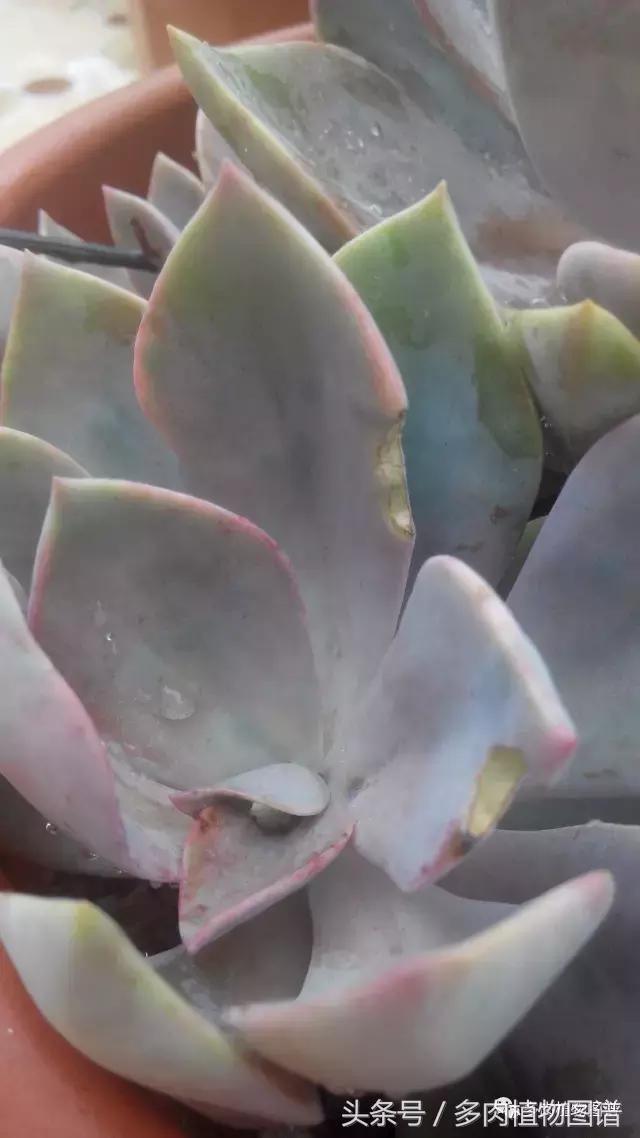 离家一个月20天,离家一个月养猪