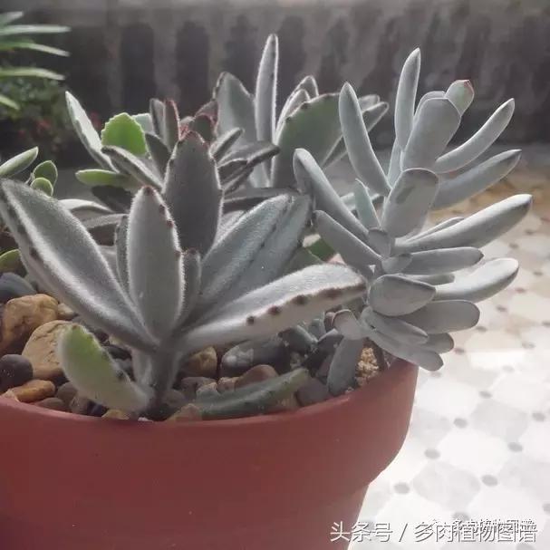 离家一个月20天,离家一个月养猪