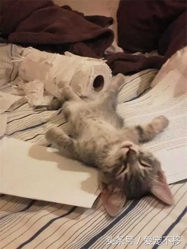 猫咪最喜欢的玩具居然是铲屎官,推荐猫咪最喜欢玩的玩具