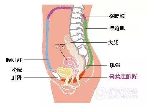 孕期骨盆底肌的训练,骨盆底肌是哪个部位