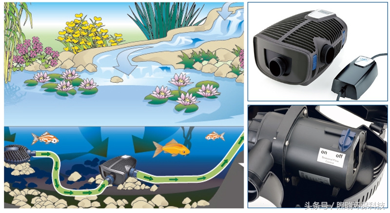 锦鲤鱼池生态循环过滤,锦鲤鱼池过滤系统视频