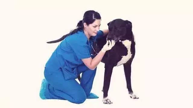 狗狗早晨起来吐黄水是怎么回事,狗狗不吃东西吐黄水是怎么回事