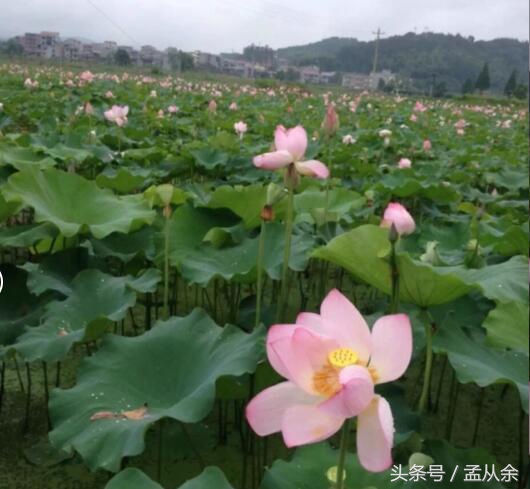 莲蓬豆腐正宗做法,又到吃莲蓬季节了