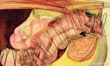 母猪接产容易犯的三个错误,母猪生产时可能出现的情况及应对